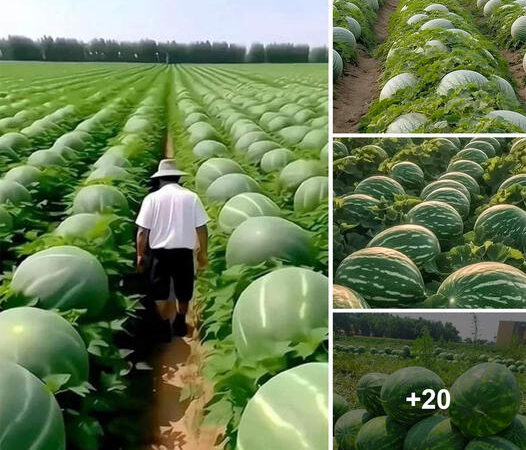 The Oasis of Gigantic Watermelons: An Exquisite Haven of Succulent Indulgences!