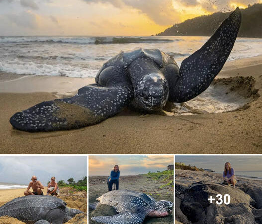 Astonishing Encounter: World’s Largest Sea Turtle Emerges from the Depths, Leaving Spectators in Awe