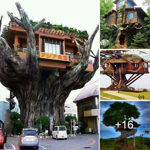 Journey to Enchanted Heights: Unveiling the Mystical Realms of Treehouse Residences