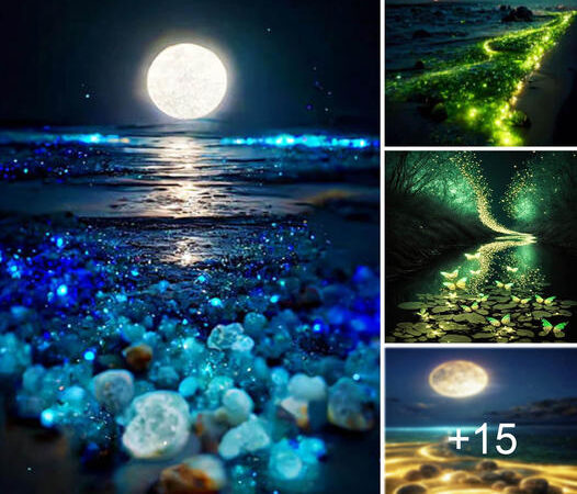 Mesmerizing Coastal Delights: Unveiling the Enthralling Allure of Moonlit Sparkling Shores