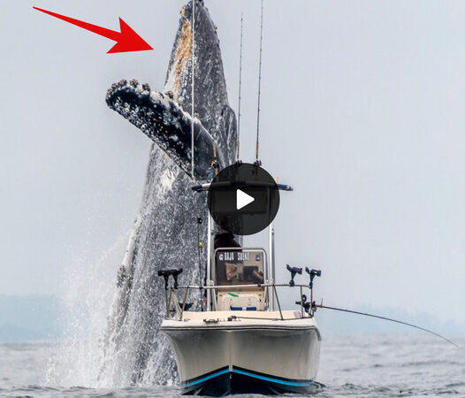 A once-in-a-lifetime footage of a giant humpback whale leaping out of the water next to a fishing boat