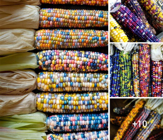 A Vibrant and Enticing Sight: The Beauty of Corn