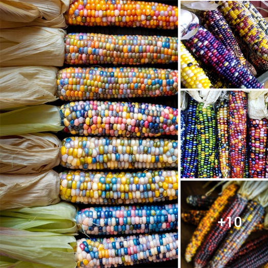 A Vibrant and Enticing Sight: The Beauty of Corn