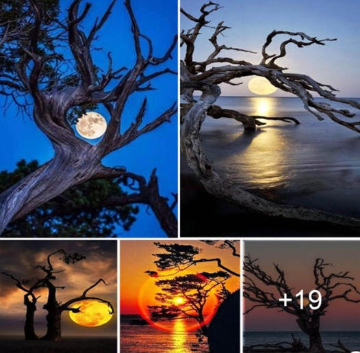 Nature’s Embrace: Enveloped in the Full Moon’s Glow