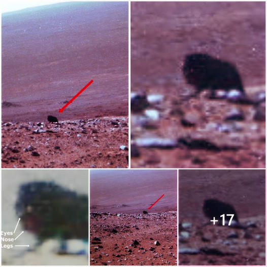 NASA’s Mars Rover Spots Walking Entity on the Red Planet’s Terrain. ‎